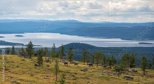 Reindeer heard wander on mountain in Lapland Finland