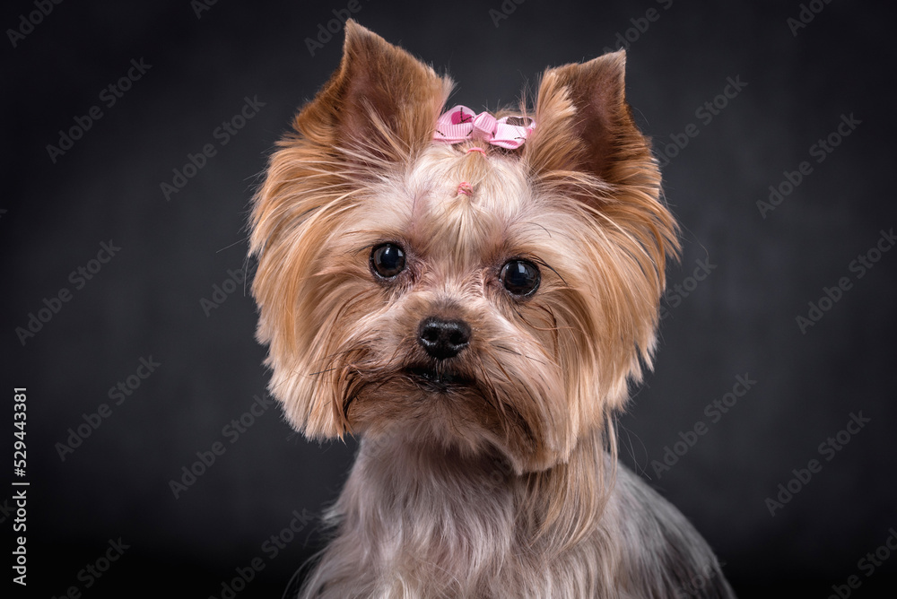 portrait of The Yorkshire Terrier - Yorkie portrait of The Yorkshire Terrier - Yorkie