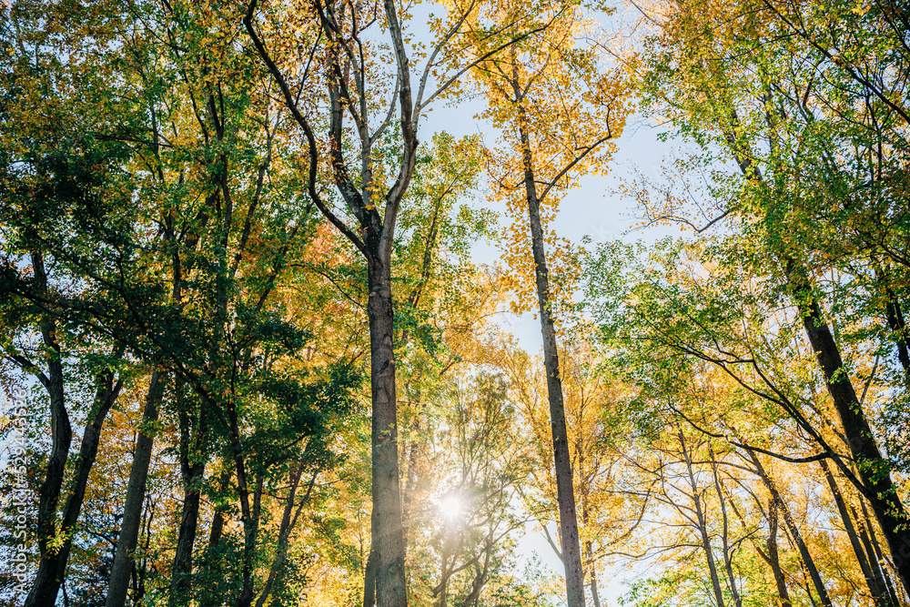 the forest in fall