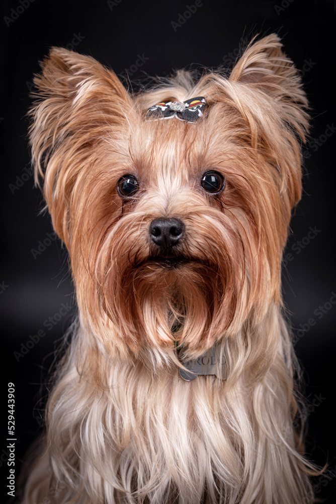 portrait of The Yorkshire Terrier - Yorkie