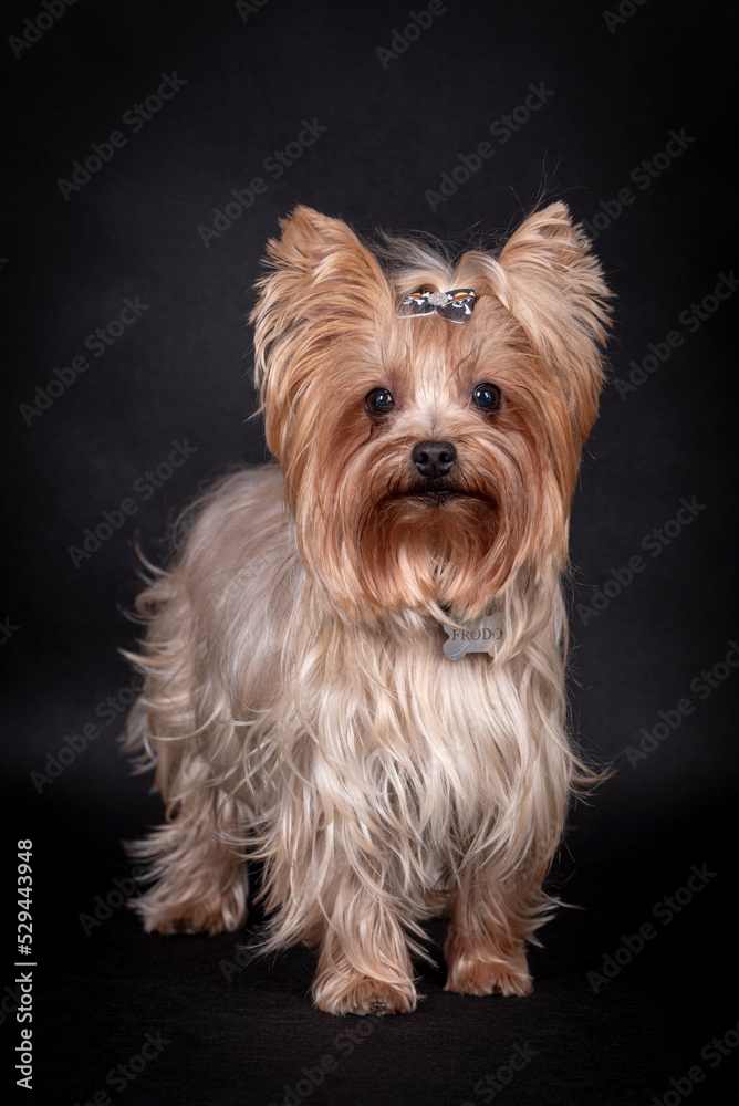 portrait of The Yorkshire Terrier - Yorkie portrait of The Yorkshire Terrier - Yorkie