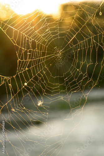 Spider web illuminated by the sunlight during sunset. Gossamer during fall 