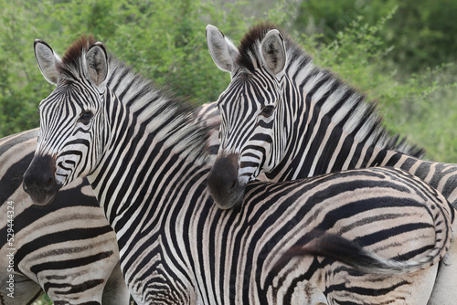 Two Zebras Posing
