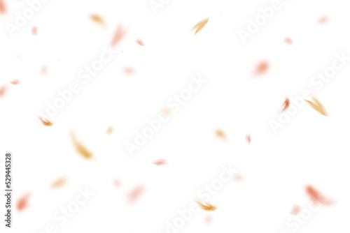 Fliegende Blütenblätter als Overlay png freigestellt photo