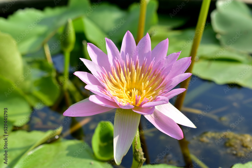 Closeup beautiful pink lotus flower blooming in pond Closeup beautiful pink lotus flower blooming in pond