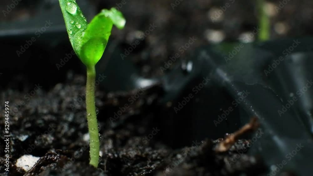 Growing peppers from seeds. Step 4 - First Sprout Growing peppers from seeds. Step 4 - First Sprout