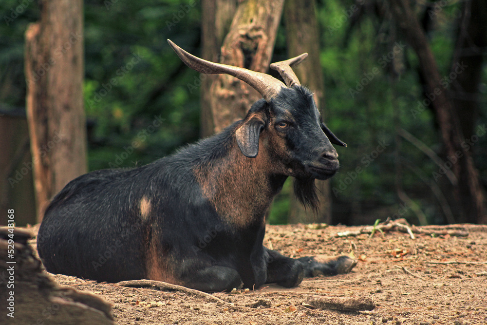 Fototapeta premium Charleston, South Carolina