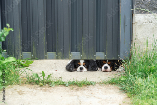 two small curious dogs peek out from under the gate. dogs waiting for the owner on the street