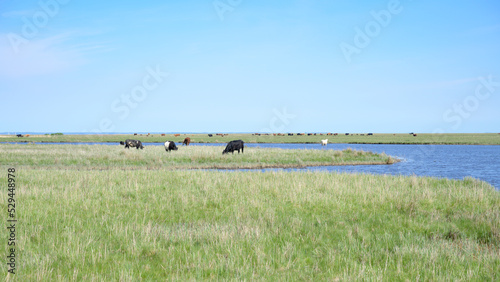 Fotografie, Obraz Salt marshes on the island of Nyord