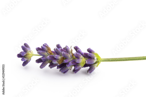 Lavender flowers on a white background.