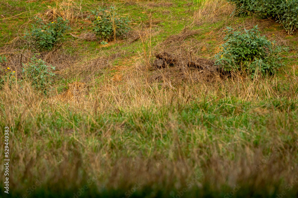 Indian wild male leopard or panther or panthera pardus fusca camouflage in monsoon green grass at ranthambore national park forest rajasthan india asia Indian wild male leopard or panther or panthera pardus fusca camouflage in monsoon green grass at ranthambore national park forest rajasthan india asia