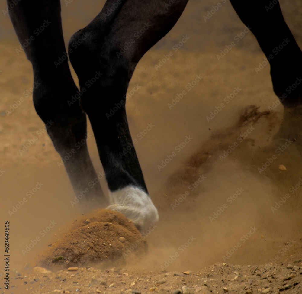 Fototapeta premium A Horses hoof kicks up sand