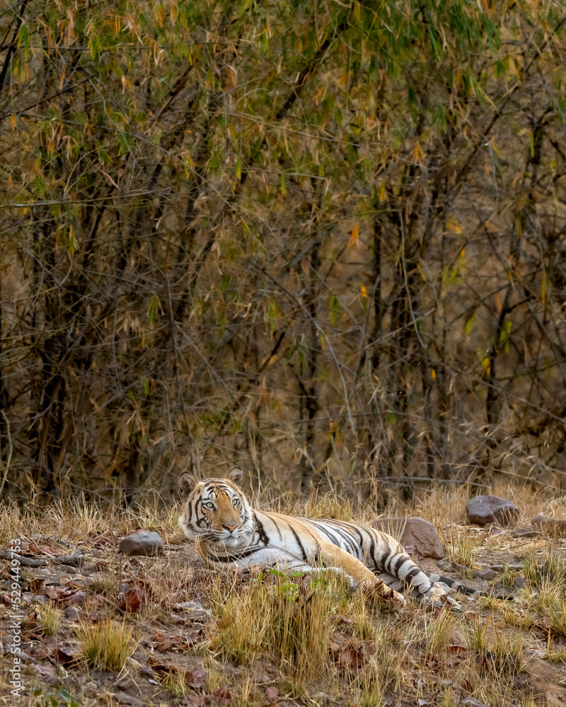 alert Indian wild male bengal tiger or panthera tigris tigris resting and looking for possible prey in hot summer season at bandhavgarh national park forest umaria madhya pradesh india asia