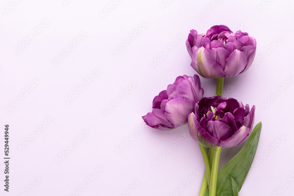 Fototapeta premium Lilac tulip flowers on pastel background.