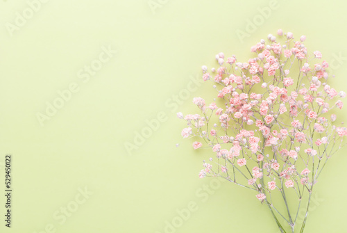 Beautiful flower background of pink gypsophila flowers. Flat lay, top view. Floral pattern. © gitusik