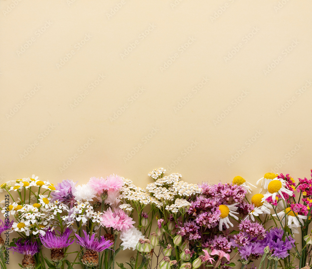 Alternative medicine. Medicinal herbs flowers, on a pastel background. Top view, copy space, banner.