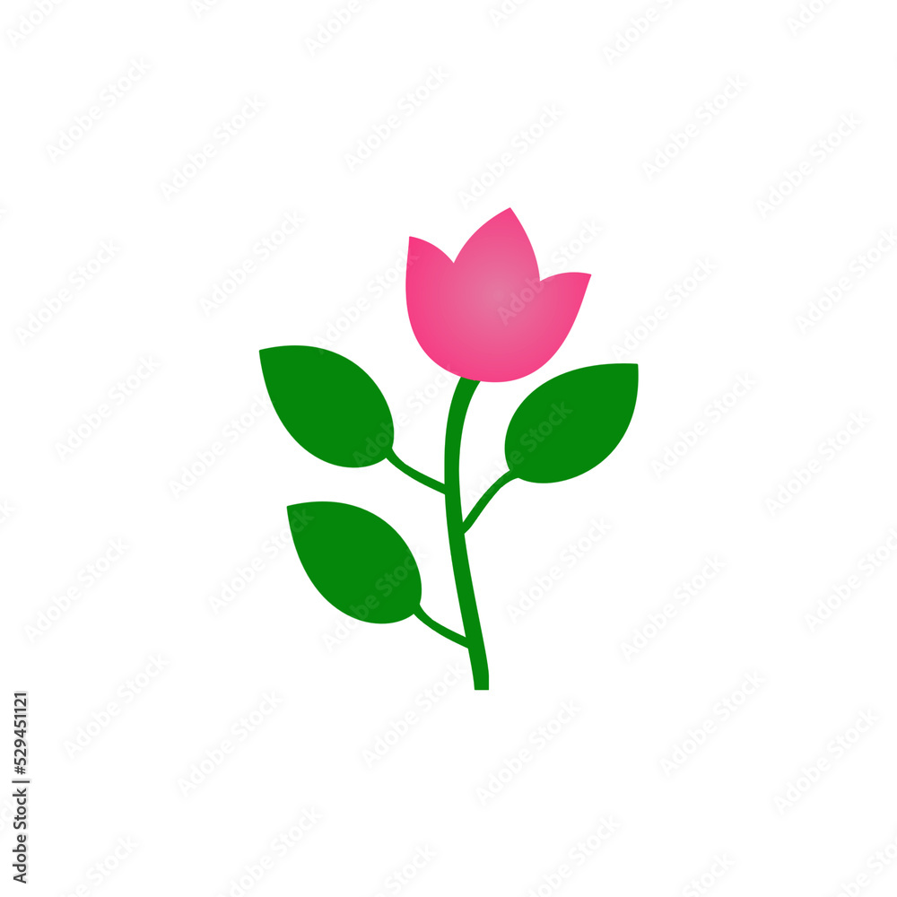 Fototapeta premium pink rose flower beautiful white background