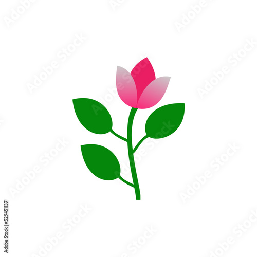 pink rose flower beautiful white background