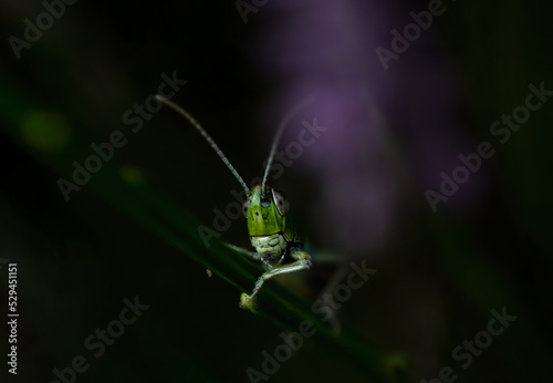 Portrait Of An Grasshopper