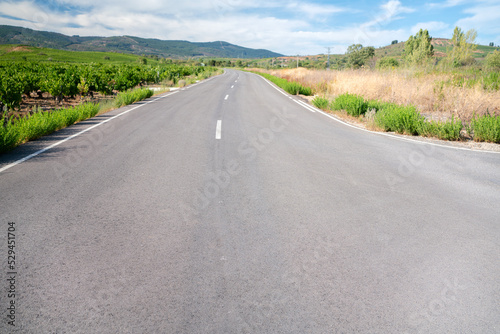 A view of an empty road with vineyards and trees on the side of the road. A picture of a tree lined road with a beautiful bright sky. A landscape view of a tree-lined pathway road.