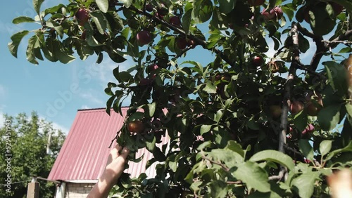 A woman picking plums in the garden on a summer day,hands close-up.Harvest concept.Slow motion. photo