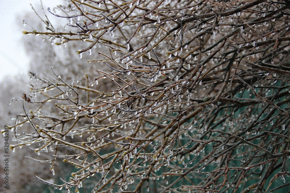 The branches of the Bush, covered with the frozen rain drops The branches of the Bush, covered with the frozen rain drops