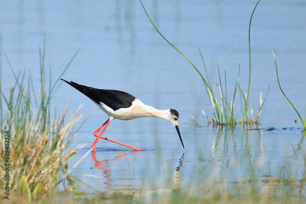 Obraz premium Black-winged stilt (Himantopus himantopus), elegant long-legged bird feeding in shallow water of the lake
