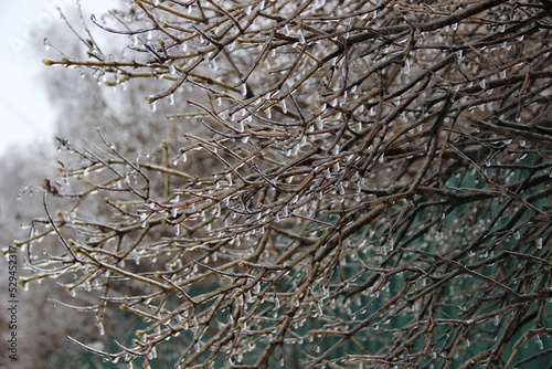 The branches of the Bush, covered with the frozen rain drops 