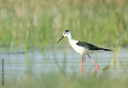 Black-winged stilt (Himantopus himantopus), elegant long-legged bird feeding in shallow water of the lake