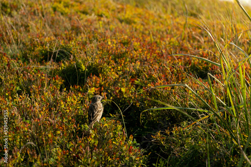 Fototapeta Naklejka Na Ścianę i Meble -  Sparrow on berry bushes