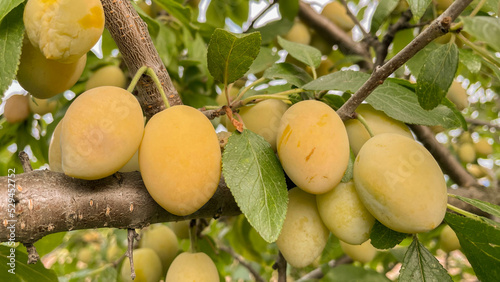 Beautiful ripening yellow plums on a branch. photo