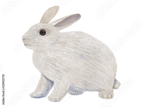 しろうさぎ左向き_横