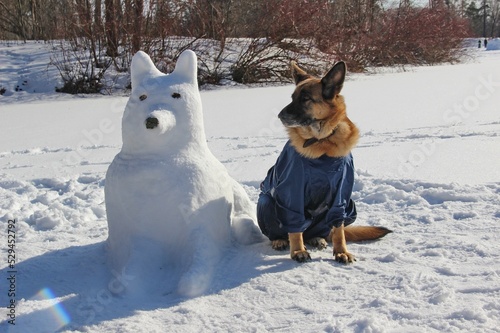 German shepherd in a blue jumpsuit sitting next to a dog like her from the snow