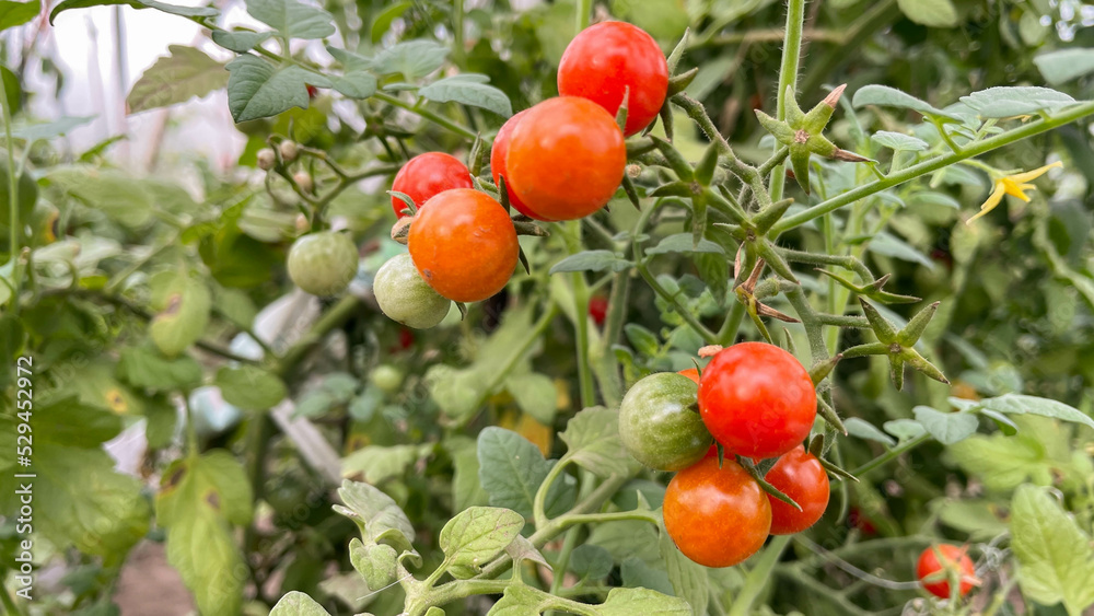 small ripening red and yellow tomatoes on a branch.