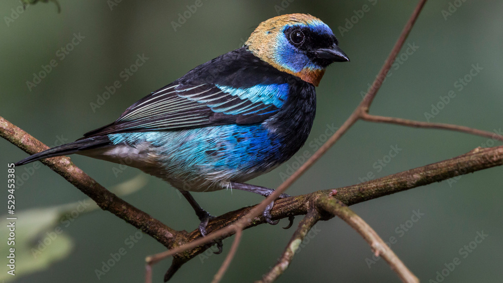 Golden-hooded tanager