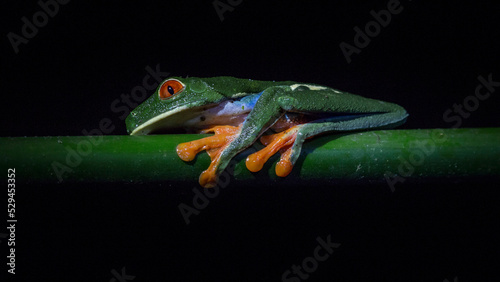 Red-eyed Leaf frog