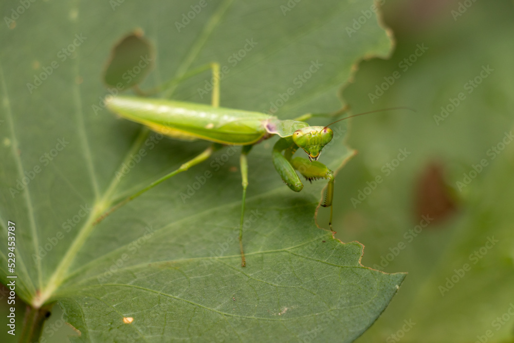 葉の上の緑色のカマキリ 葉の上の緑色のカマキリ