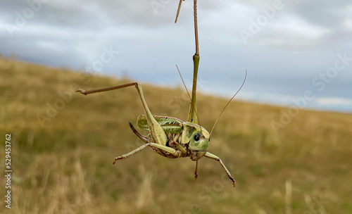 a large grasshopper on the background of a field. photo