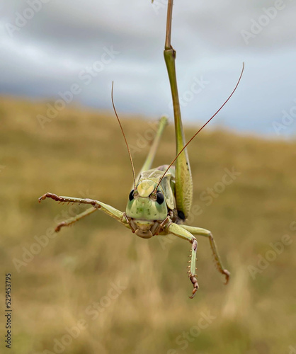 a large grasshopper on the background of a field. photo