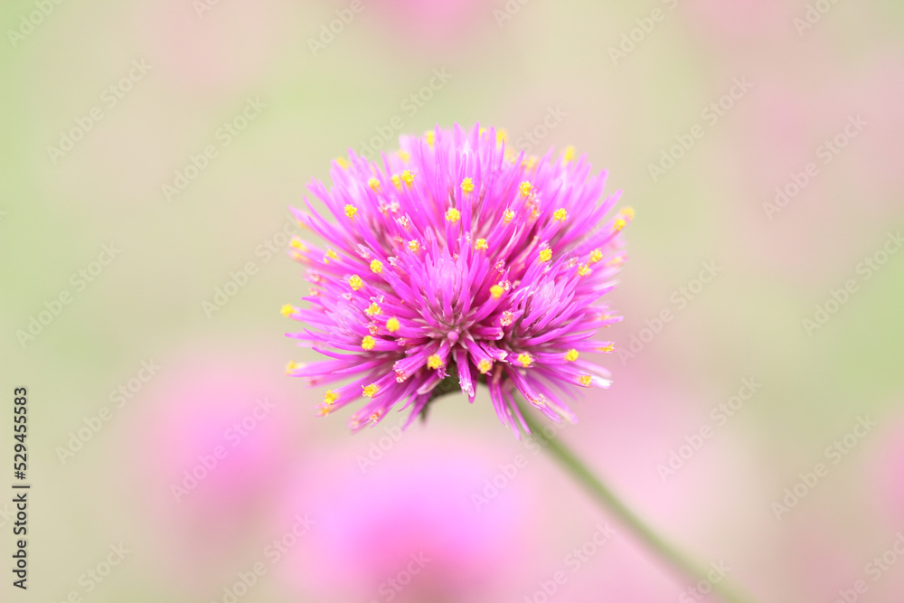 Pink flowers in the garden in the morning with green nature backgrounds. Pink flowers in the garden in the morning with green nature backgrounds.
