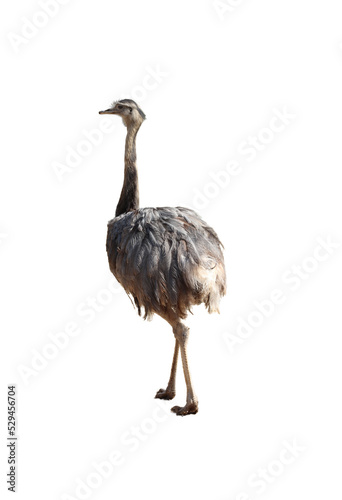big bird from South America named Nandu-
