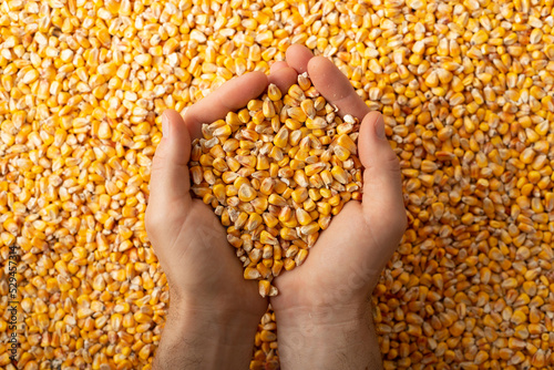 Human caucasian hands with maize corns over corn background photo