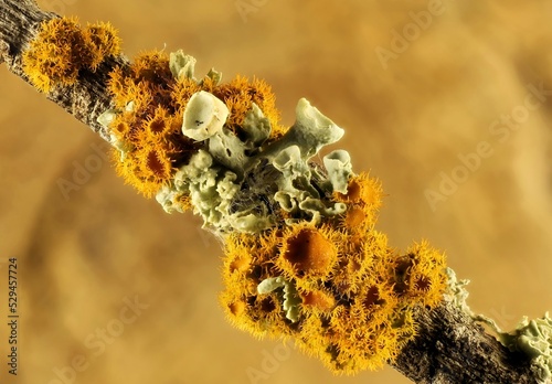 Photos Isolated wattle stem with Golden-eye Lichen (Teloschistes chrysophthalmus)