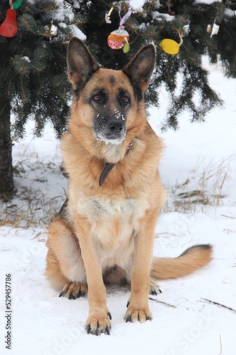 Portrait of a German shepherd sitting on the snow under a decorated Christmas tree
