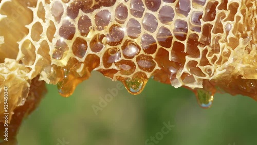 Honey dripping from honey comb on nature background, close up. Thick honey dripping from the honeycomb. Healthy food concept