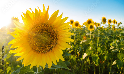 Beautiful young sunflower growing in a field on a sunny day. Agriculture and farming. Agricultural crops. Helianthus. Ukraine, Kherson region. Selective focus