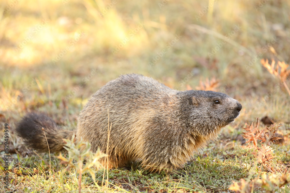 Alpine marmot - Marmota marmota - sitting in the grass Alpine marmot - Marmota marmota - sitting in the grass