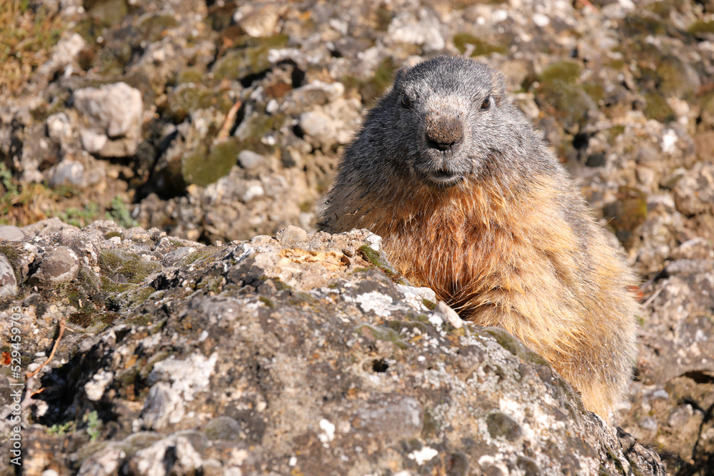 Portrait of the alpine marmot - Marmota marmota - with a stone background Portrait of the alpine marmot - Marmota marmota - with a stone background