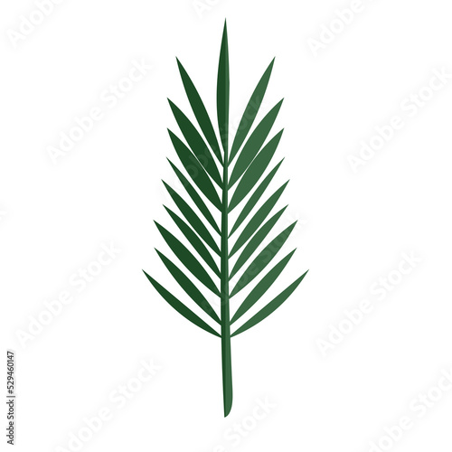Tropical leaves. Monstera plant leaf, banana plants, and green tropical palm leaves. Jungle palms forest flora nature, Flat Modern design ,isolated background illustration