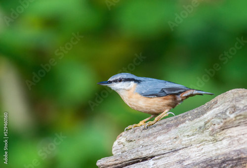 Nuthatch, Sitta Europaea, perched on the end of log in a woodland setting, clear background. Side view, looking left
